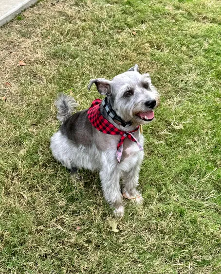 Buddy the therapy dog